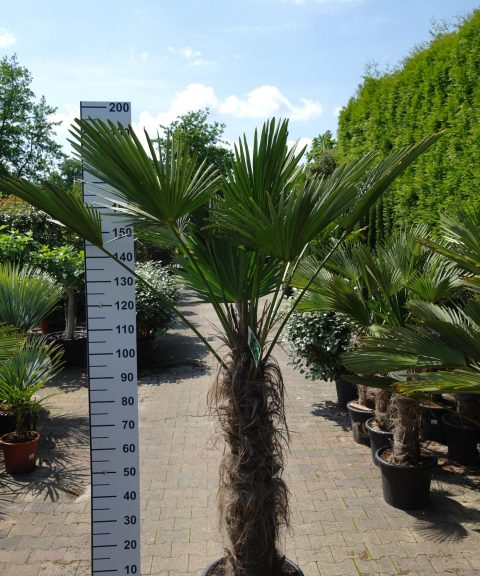 Trachycarpus Wagnerianus stam 90-100 cm