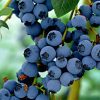 Vaccinium corymbosum 'Little Blue Wonder' - dwerg blauwe bes