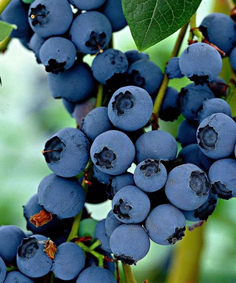 Vaccinium corymbosum 'Little Blue Wonder' - dwerg blauwe bes