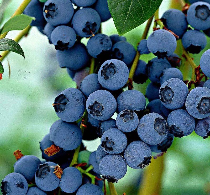 Vaccinium corymbosum 'Little Blue Wonder' - dwerg blauwe bes