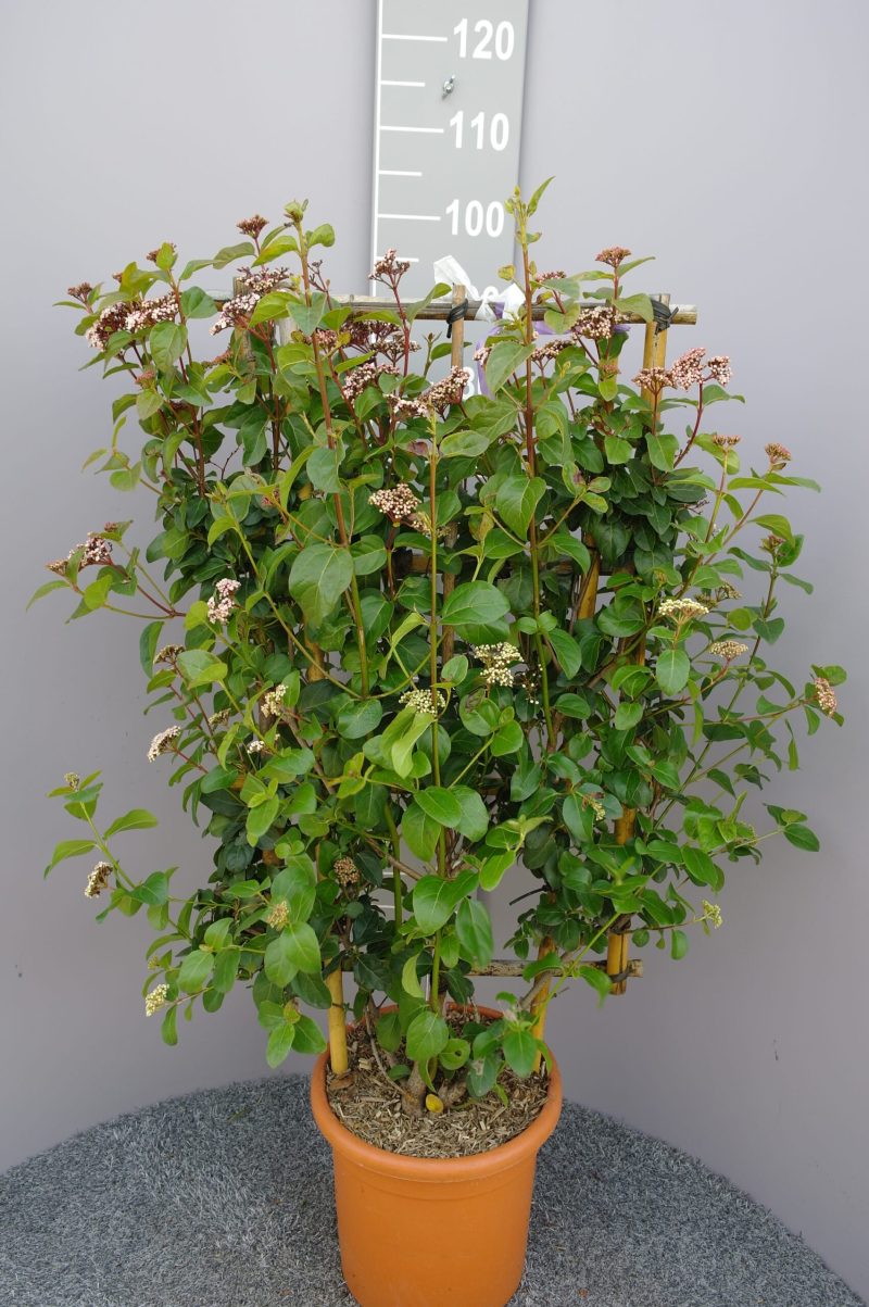 Viburnum Tinus 'Lisa Rose' op rek