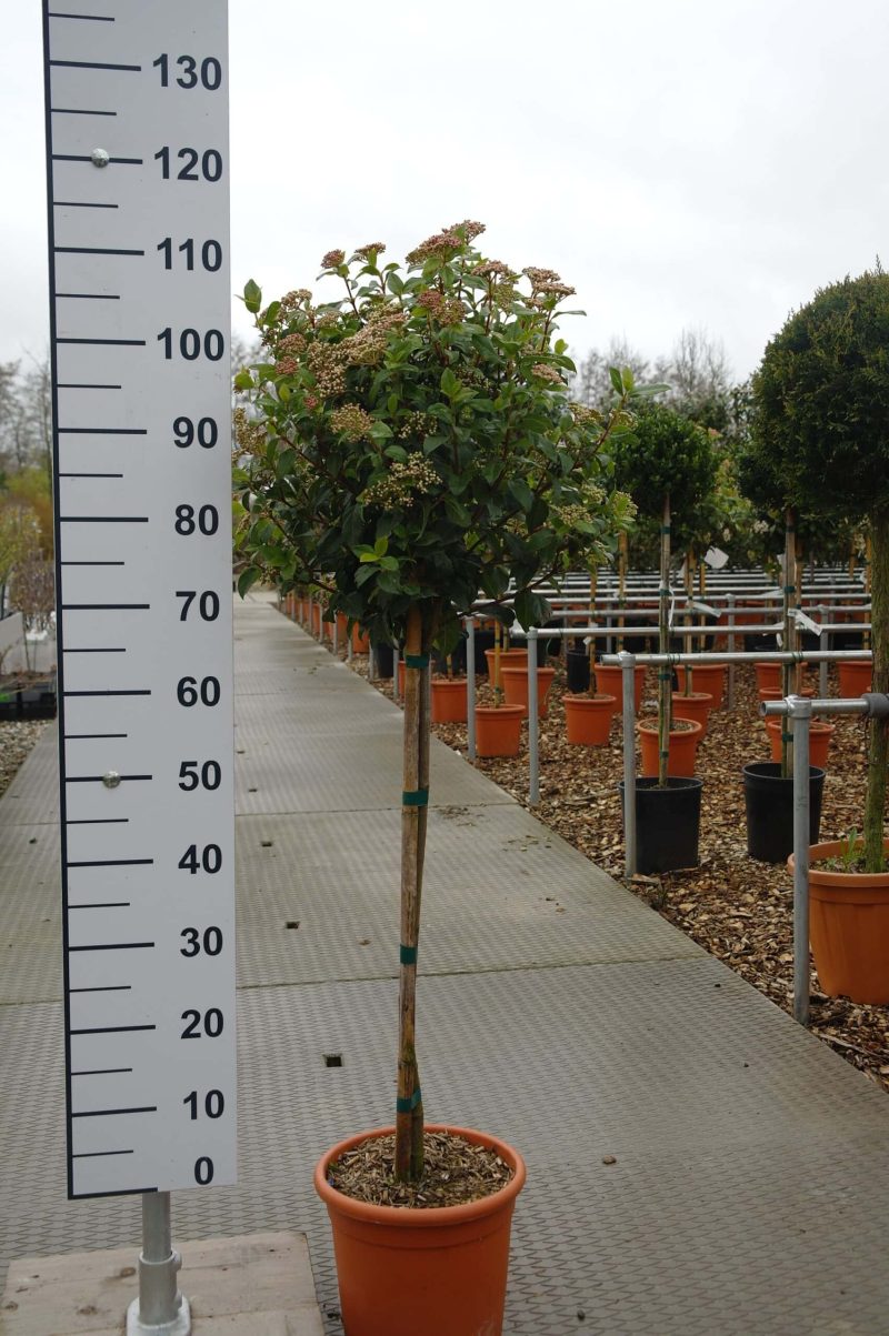 Viburnum Tinus op stam