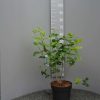 Viburnum op. Roseum