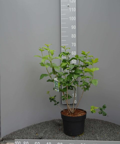 Viburnum op. Roseum