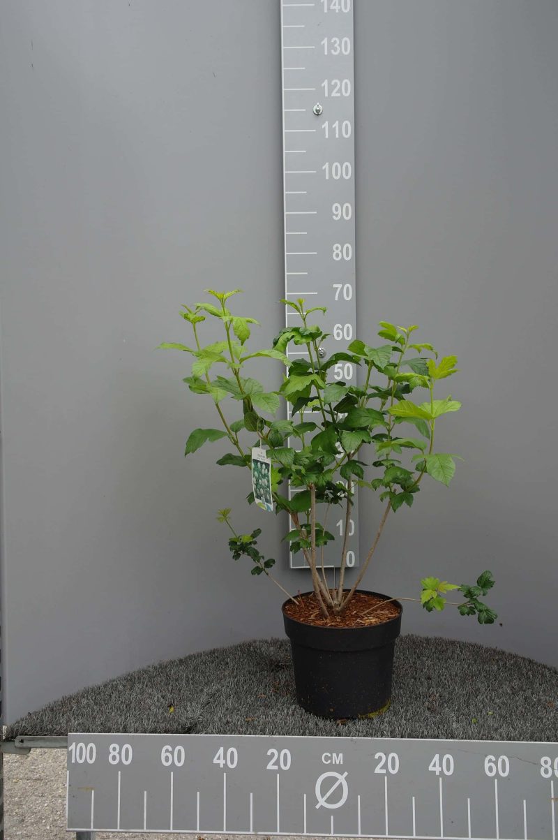 Viburnum op. Roseum