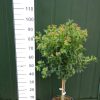 Viburnum Tinus op stam