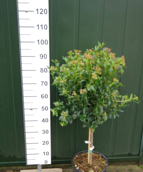 Viburnum Tinus op stam