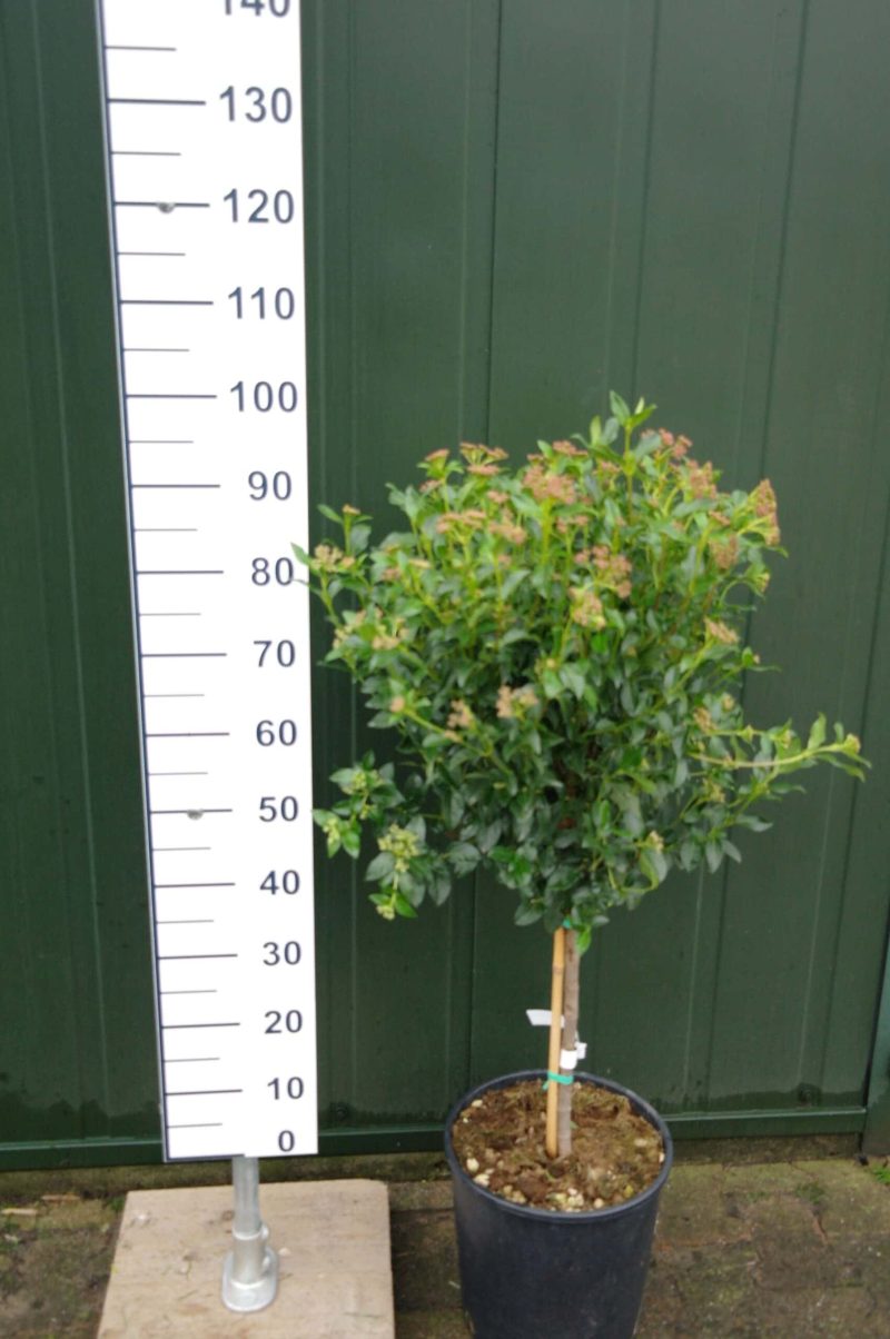 Viburnum Tinus op stam