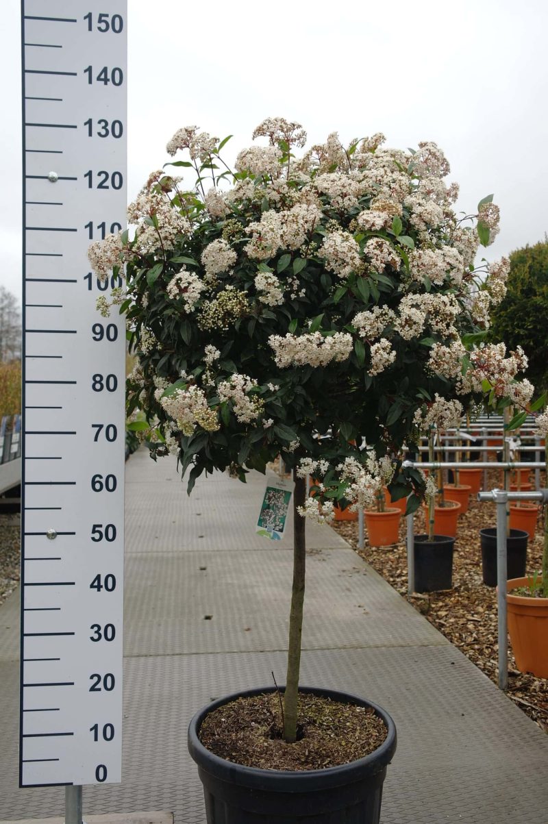 Viburnum Tinus op stam - Afbeelding 3