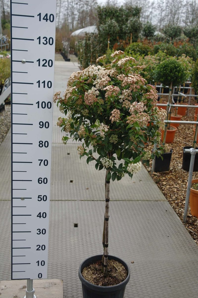 Viburnum Tinus 'Eve Price' bol boom op stam
