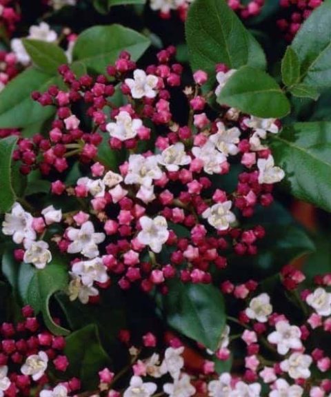 Viburnum Tinus 'Gwenllian'