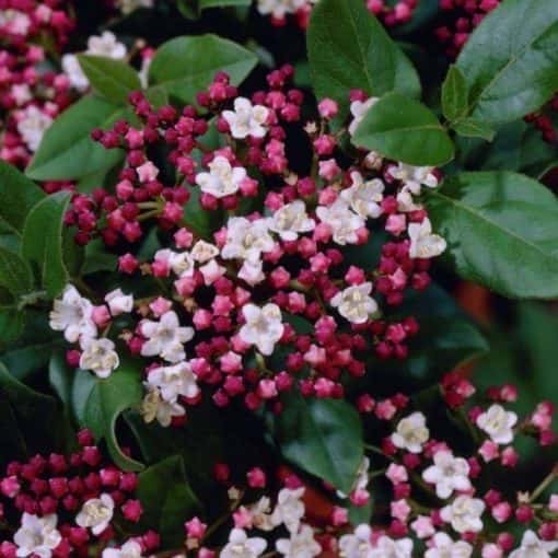 Viburnum Tinus 'Gwenllian'