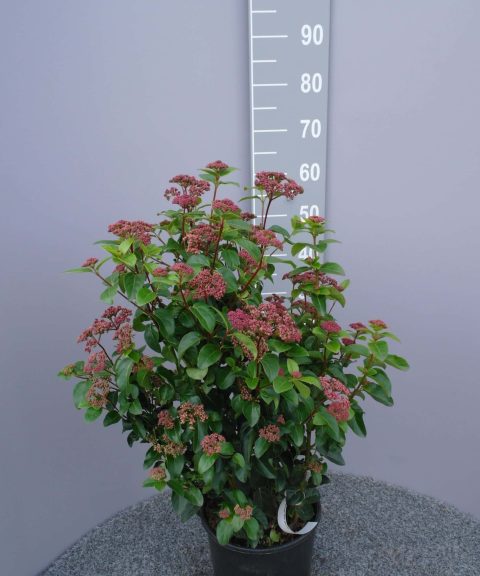 Viburnum Tinus 'Lisa Rose'