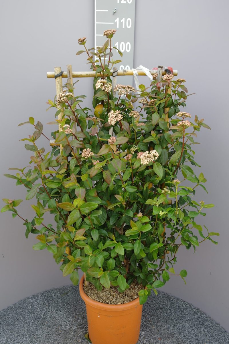 Viburnum Tinus 'Purpureum'