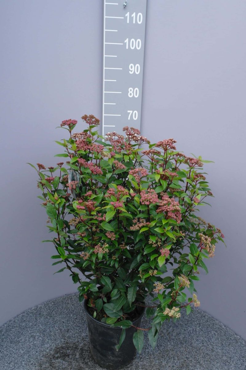 Viburnum Tinus 'Spirit' - Afbeelding 2