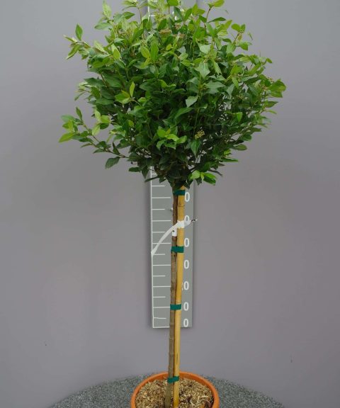 Viburnum 'Tinus Spirit' op stam