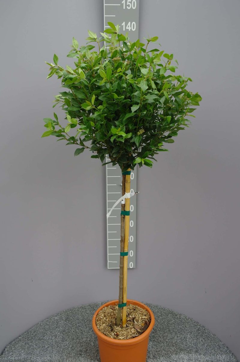 Viburnum 'Tinus Spirit' op stam