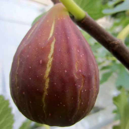 Ficus Carica 'Del Portogallo' op stam - Afbeelding 2