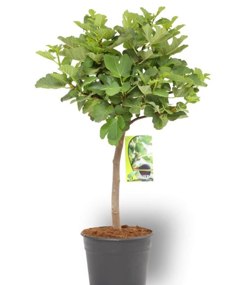Ficus Carica stam 10 liter