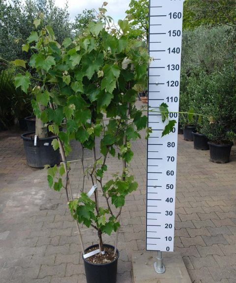 Vitis Vinifera Americana Bianca op rek