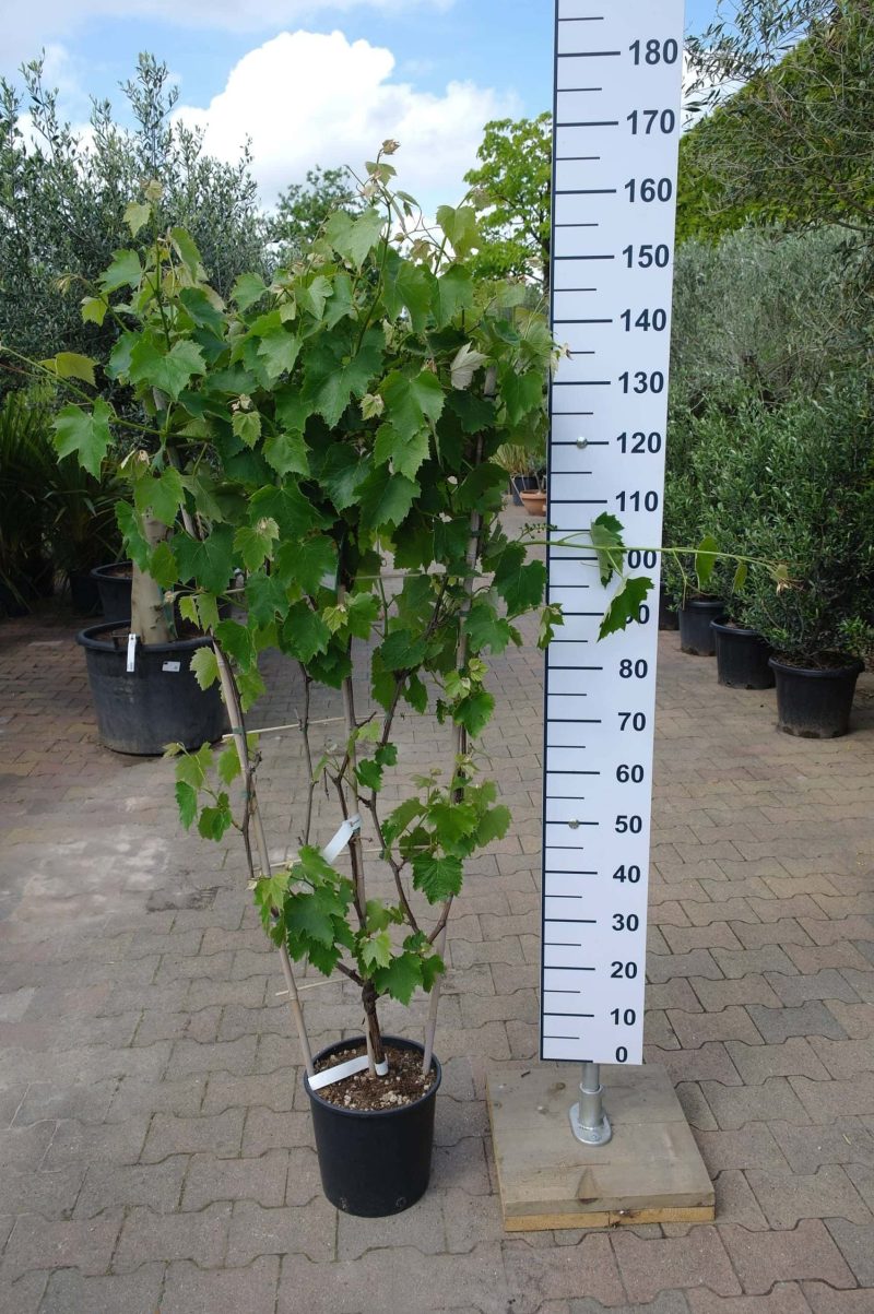 Vitis Vinifera Americana Nero op rek