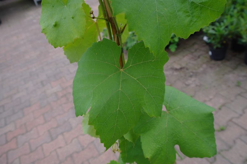 Vitis Boskoop Glory Druif - Afbeelding 2