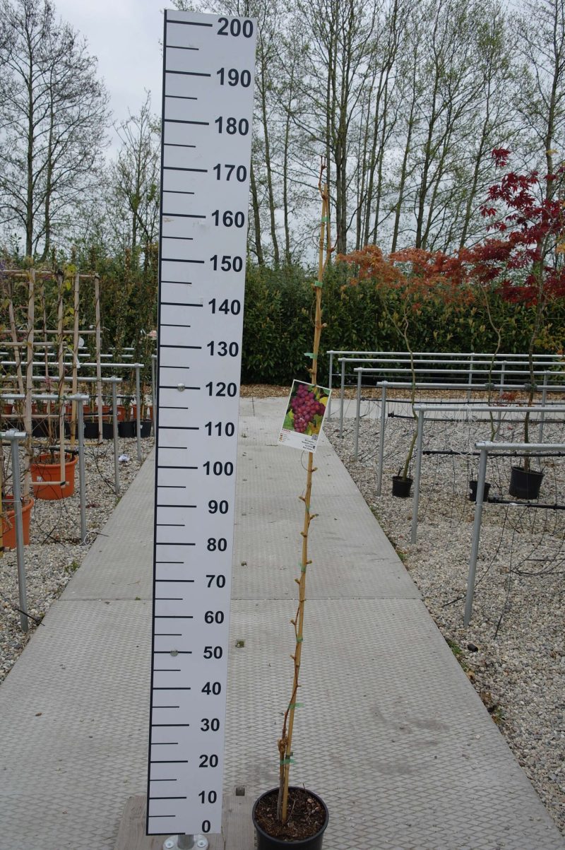 Vitis Vinifera 'Cardinal'