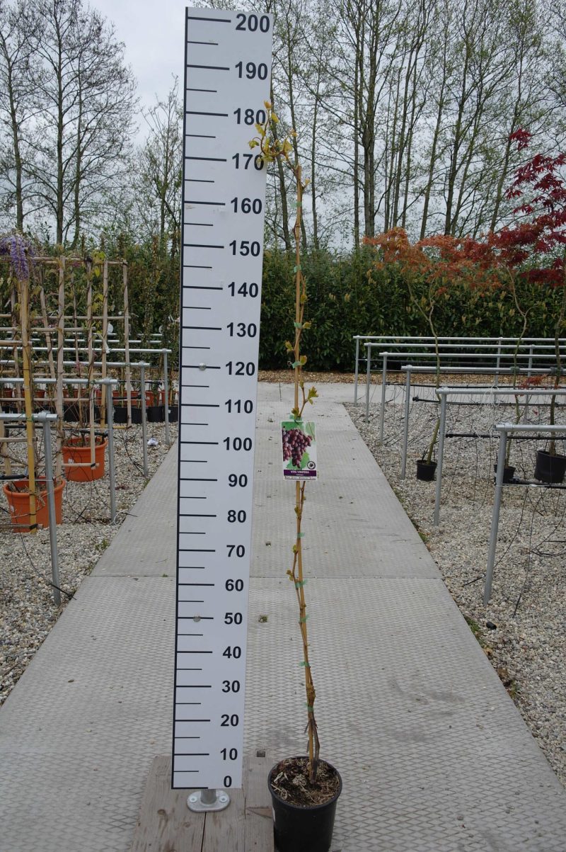 Vitis Vinifera 'Crimson'