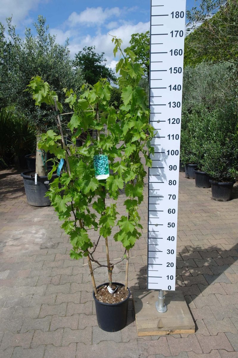 Vitis Vinifera 'Moscato d'Amburgo' op rek