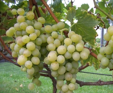 Vitis Vinifera 'Pölöskei Muskotály' - Druif