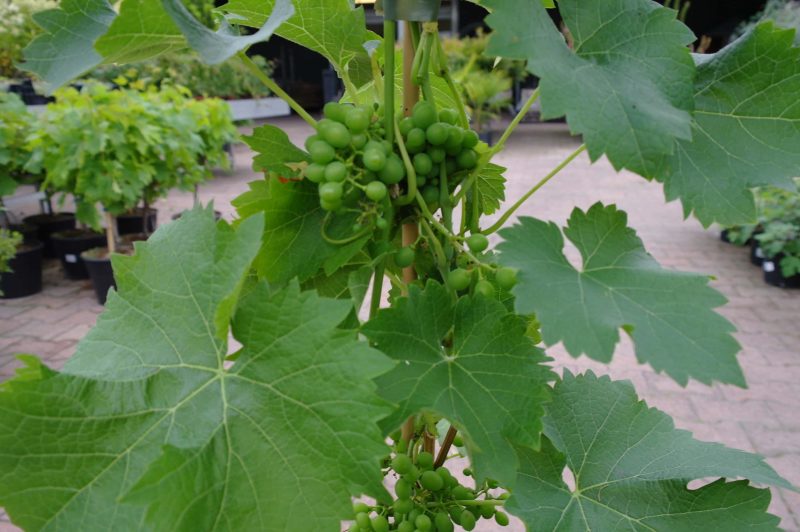 Vitis Vinifera Americana Bianca op rek - Afbeelding 3