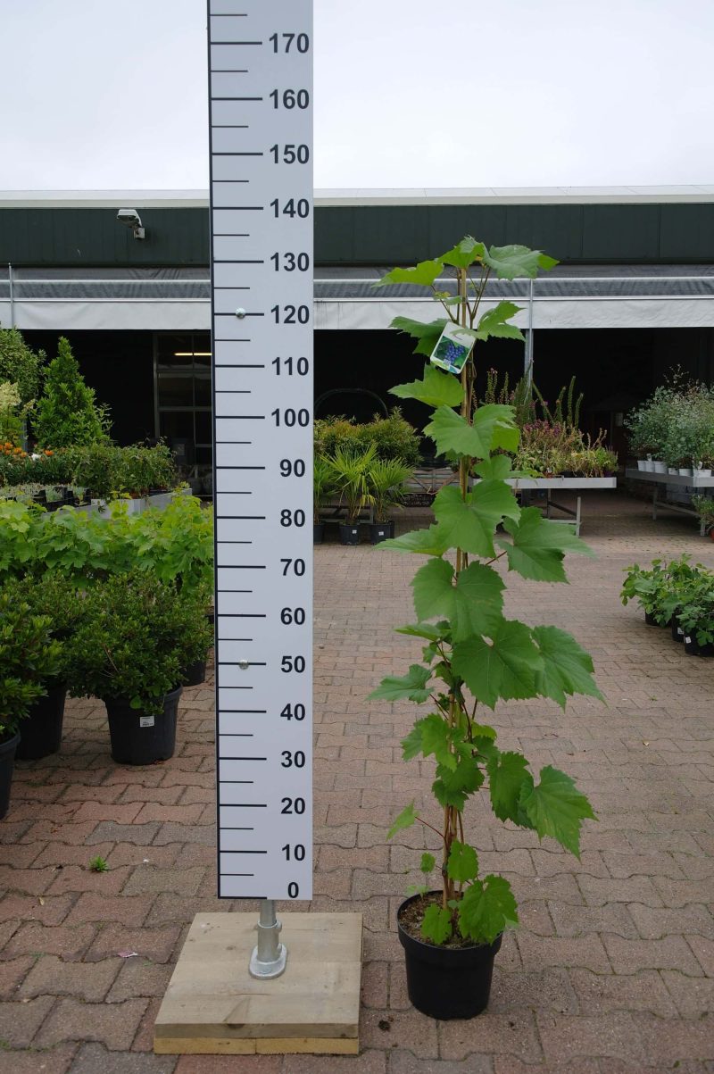 Vitis Vinifera 'Excelsior' - Afbeelding 2