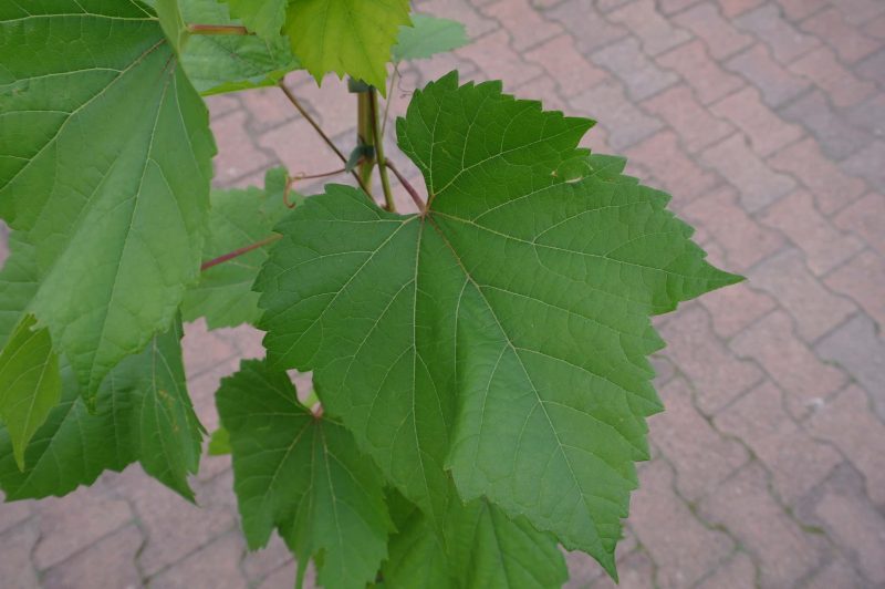 Vitis Rondo Druif - Afbeelding 3