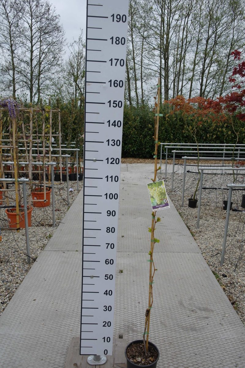Vitis Vinifera 'Superior'