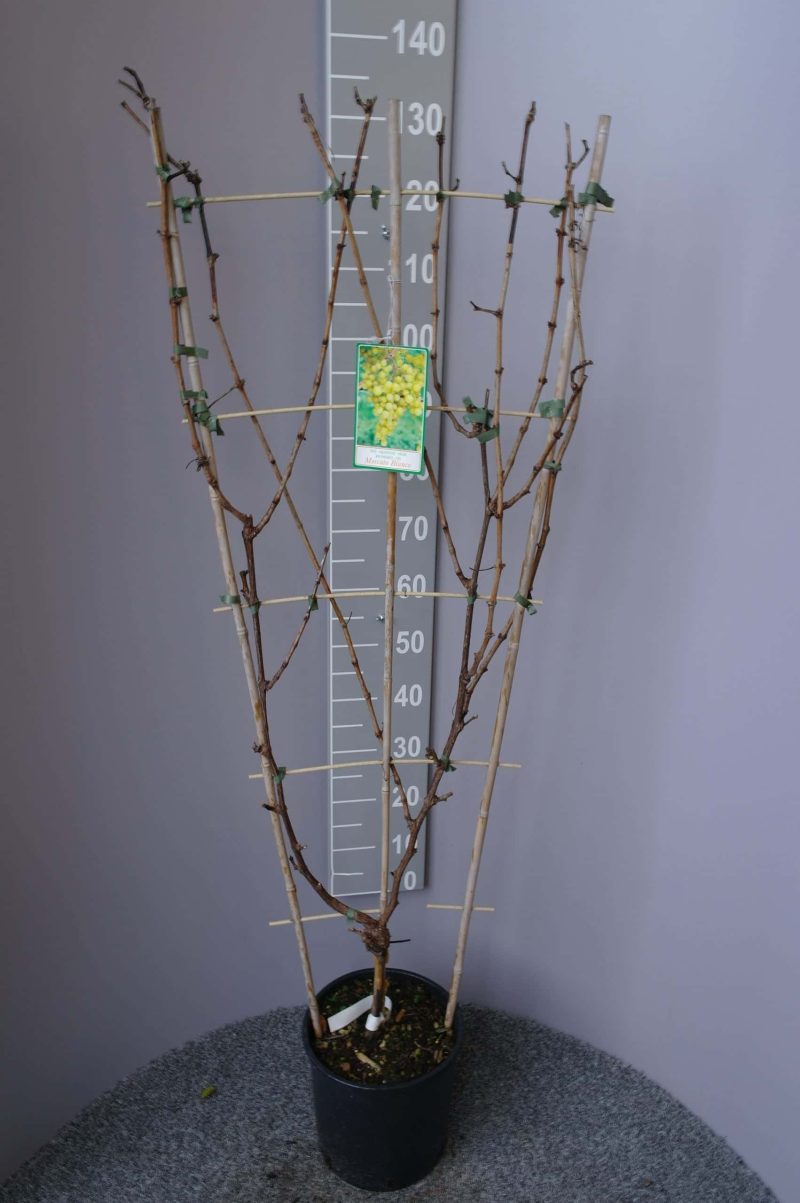 Vitis Vinifera 'Moscato bianco' op rek