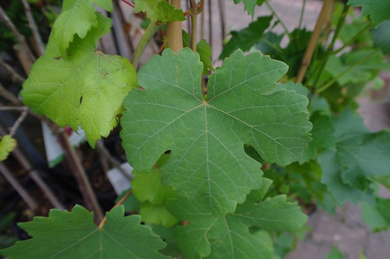 Vitis Vroege van der Laan Druif