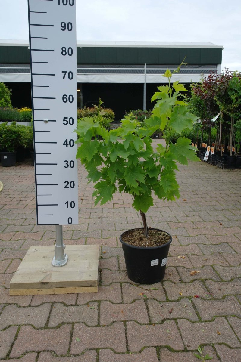 Vitis Vinifera witte druif mini stam