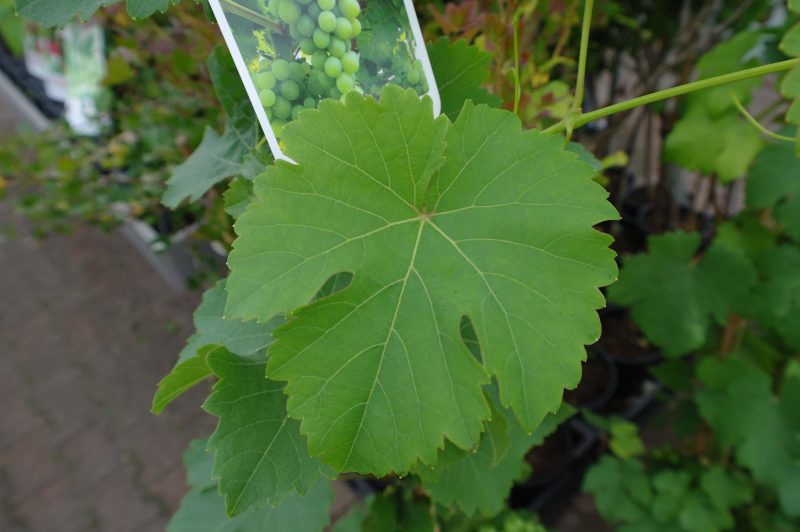 Vitis Palatina Druif - Afbeelding 2