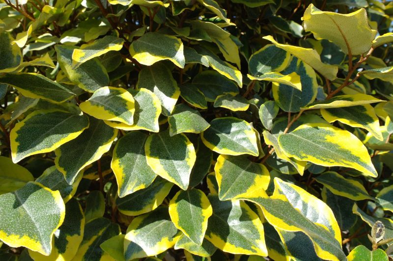 Elaeagnus Ebbingei vivileg op stam 140-150 cm stam - Afbeelding 2
