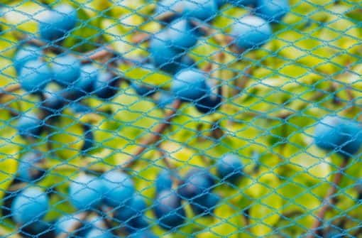 Nature anti-vogelnetten - Afbeelding 3