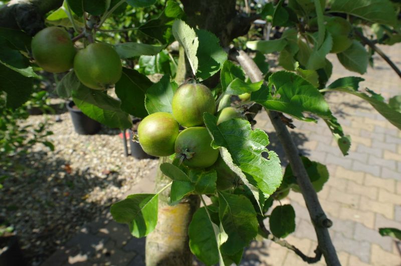 Malus Goudreinet leivorm - Afbeelding 2