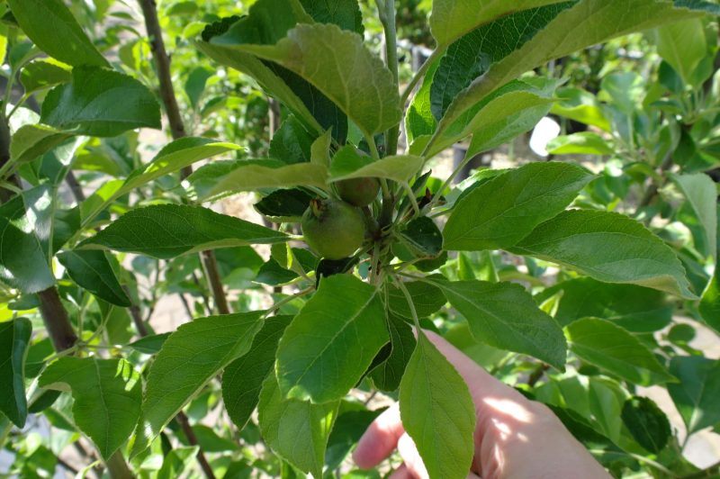 Malus Nano dwergappel groot - Afbeelding 3