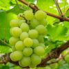 Vitis Vinifera White Muscat druif