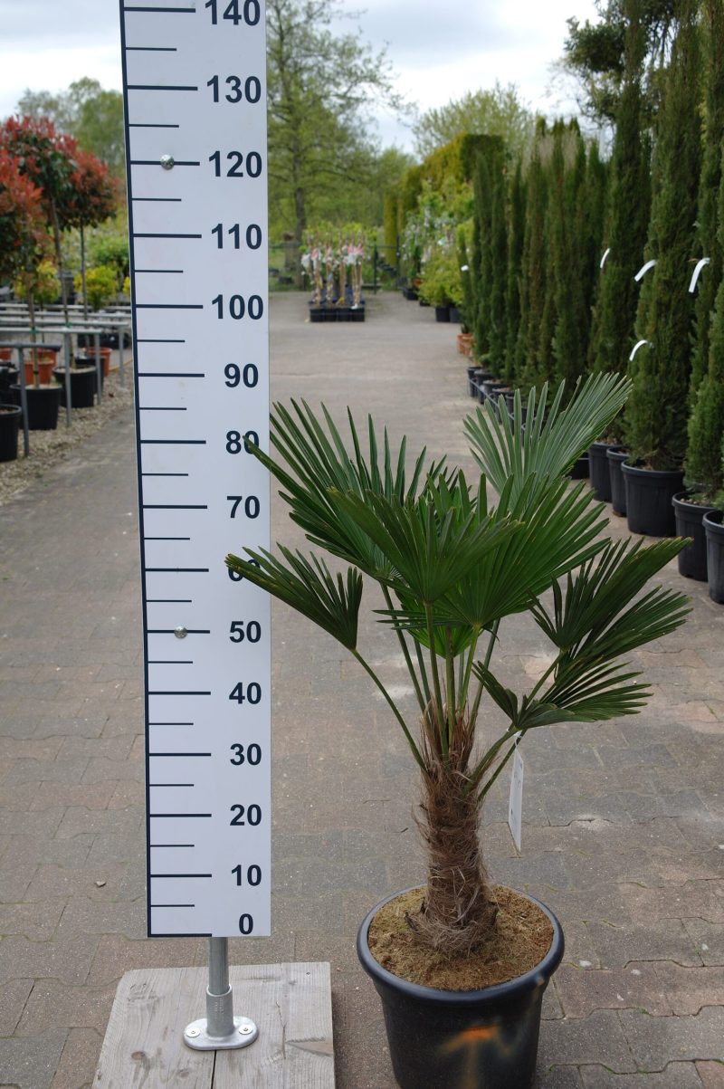 Trachycarpus Wagnerianus
