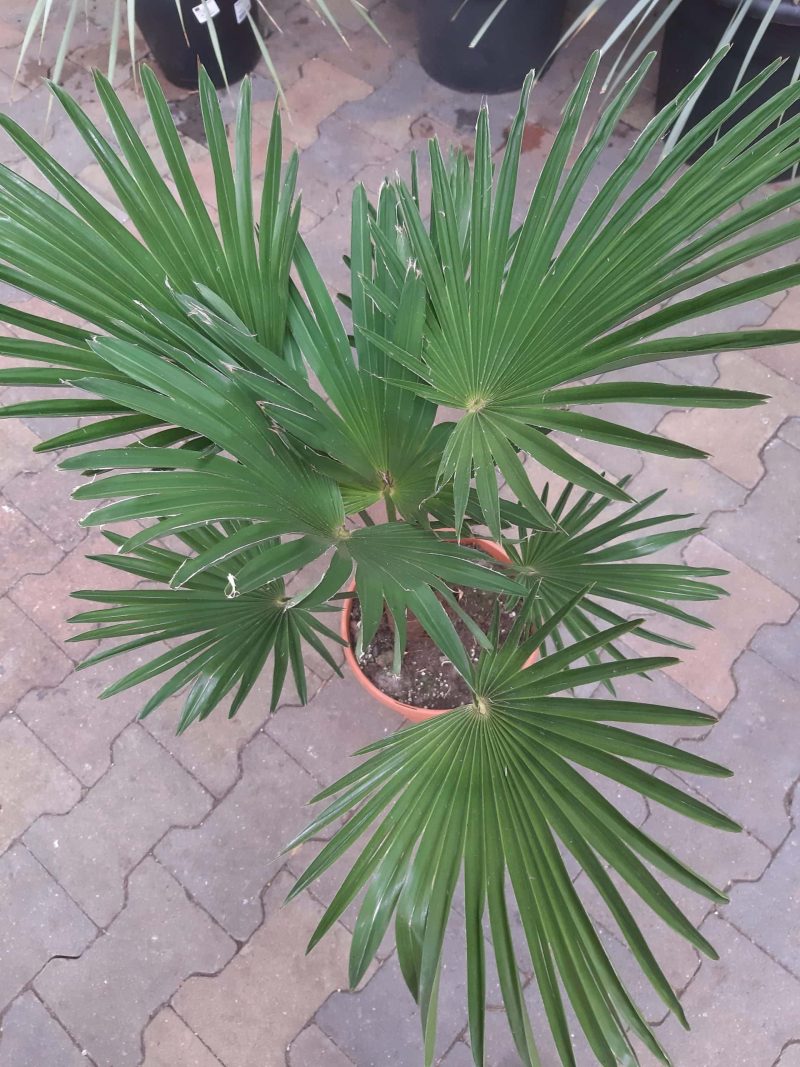 Trachycarpus Wagnerianus - Afbeelding 2