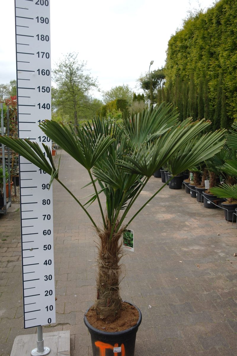 Trachycarpus Wagnerianus