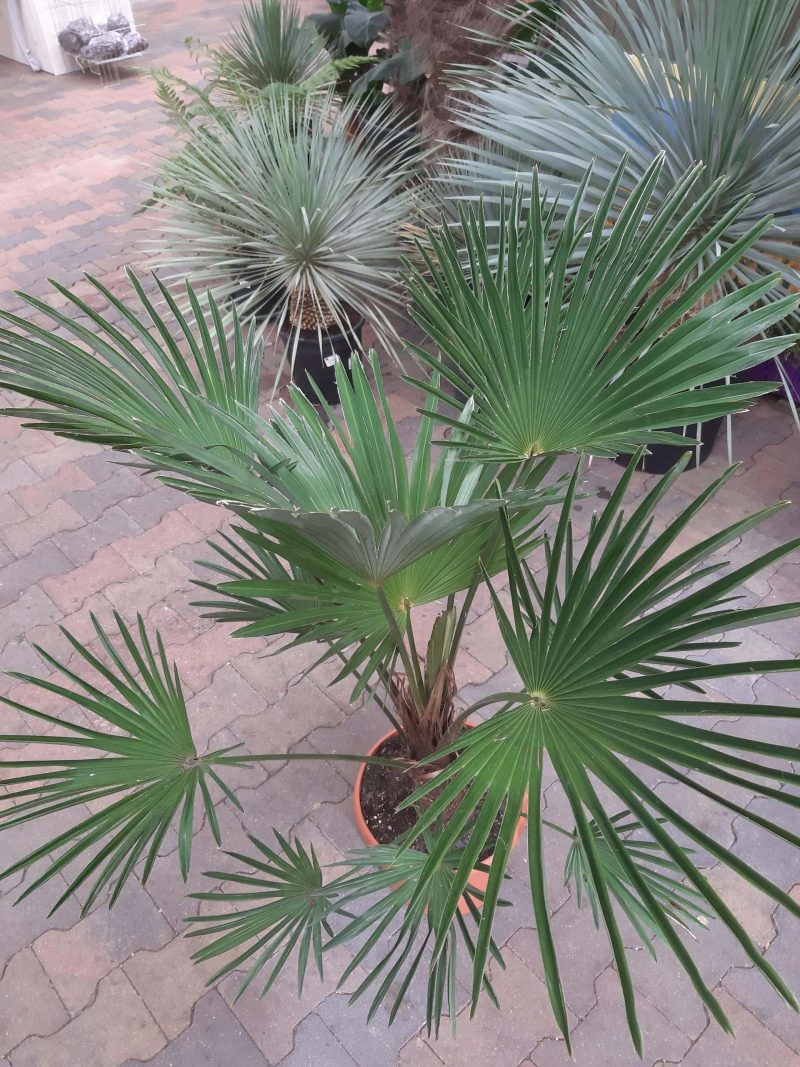 Trachycarpus Wagnerianus - Afbeelding 2