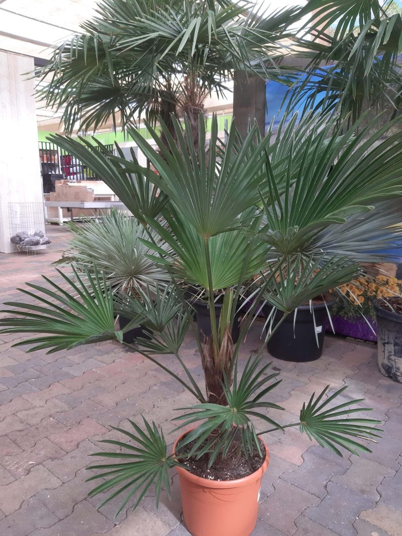 Trachycarpus Wagnerianus