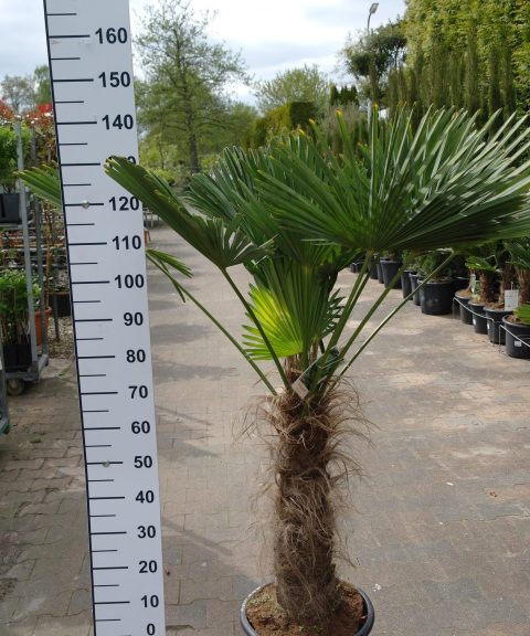 Trachycarpus Wagnerianus stam 50-60 cm