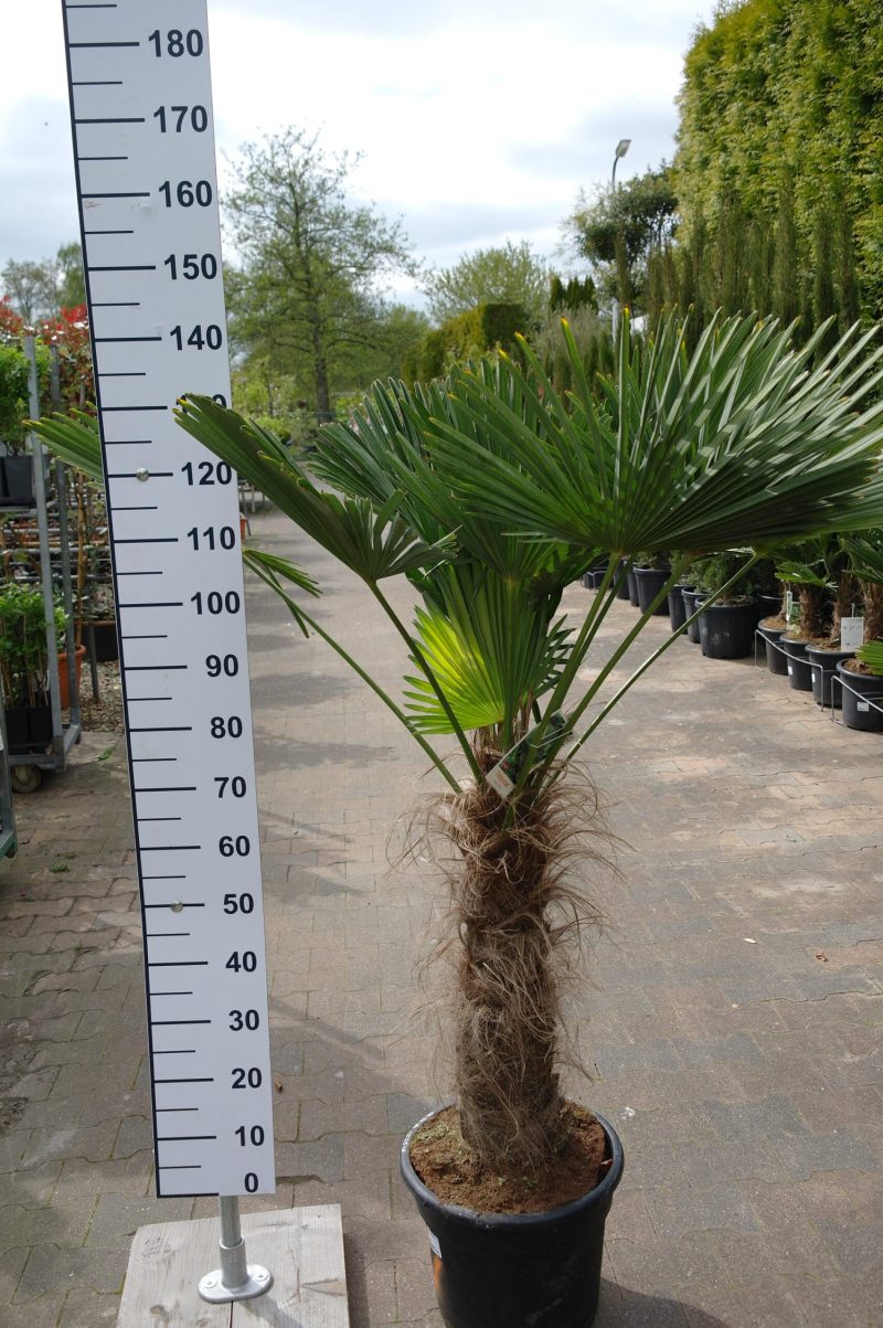 Trachycarpus Wagnerianus